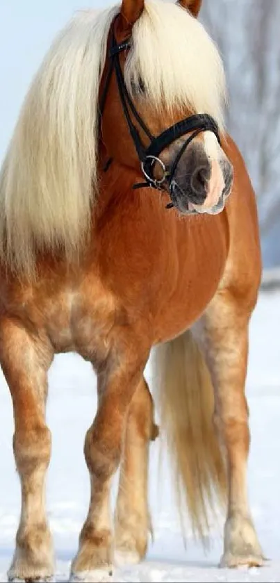 Majestic brown horse standing in a snowy winter landscape.