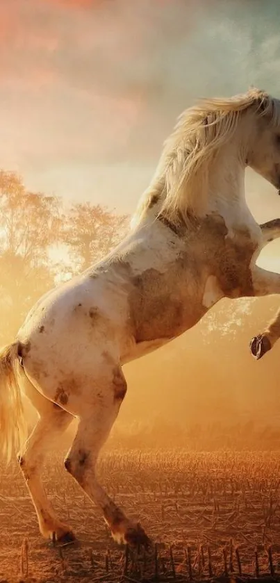 Majestic white horse rearing in sunset glow.