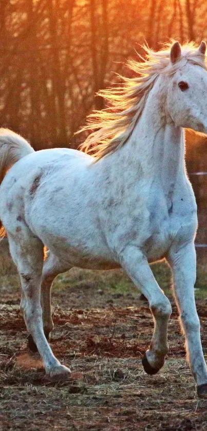 A white horse runs gracefully against an orange sunset background.