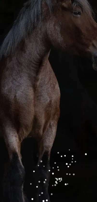 Majestic brown horse against a dark background with small white dots.