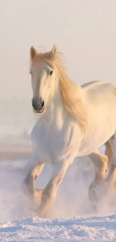 Majestic white horse running on snow.