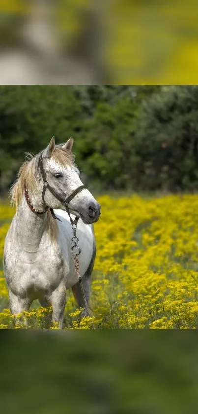 White horse stands in a field of yellow flowers with a lush green background.