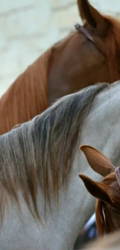 Close-up of elegant horses in natural colors.