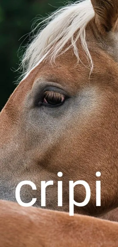 Brown horse with white mane mobile wallpaper.