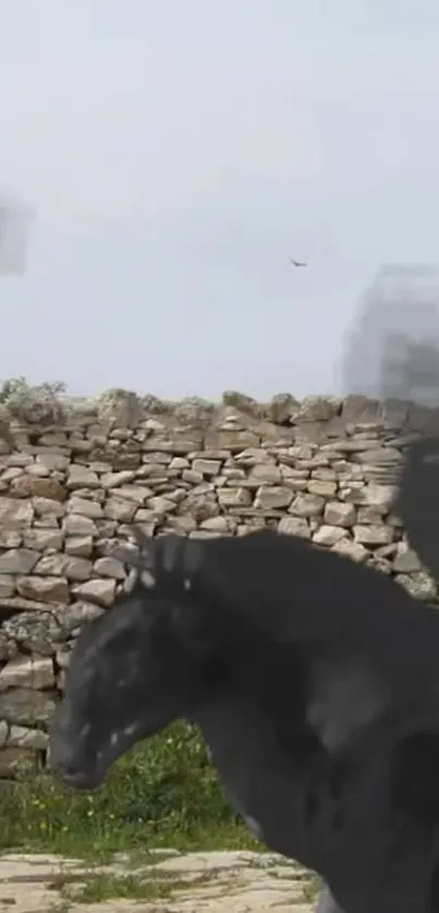 Black horses by a stone wall under a cloudy sky.