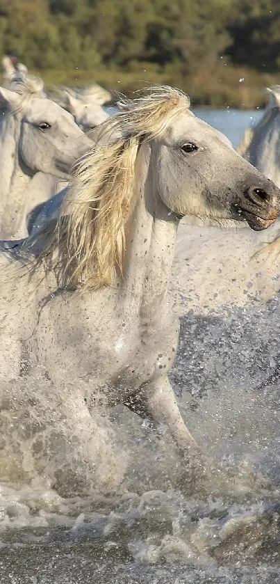 Wild horses run through water, showcasing nature's beauty.