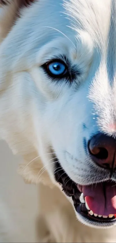 Close-up of a blue-eyed Husky dog with white fur.