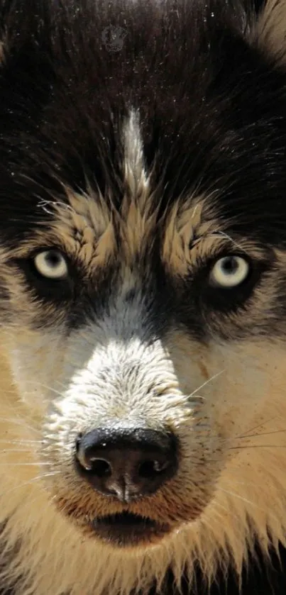 Close-up of a husky dog with striking blue eyes and dark fur wallpaper.