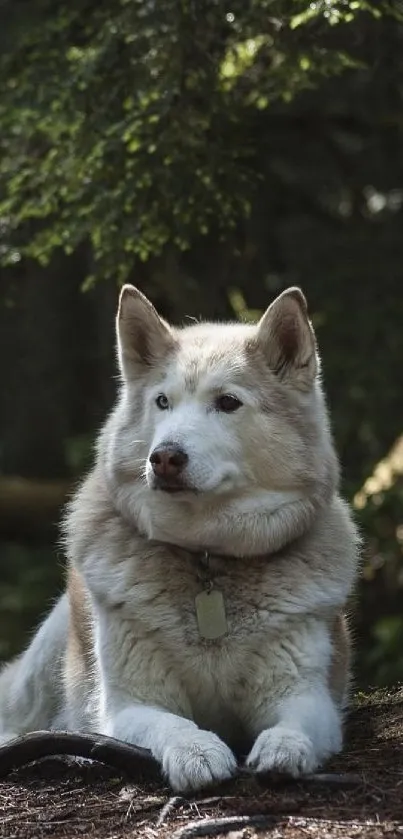 A majestic Husky lying in a lush forest, surrounded by green foliage.