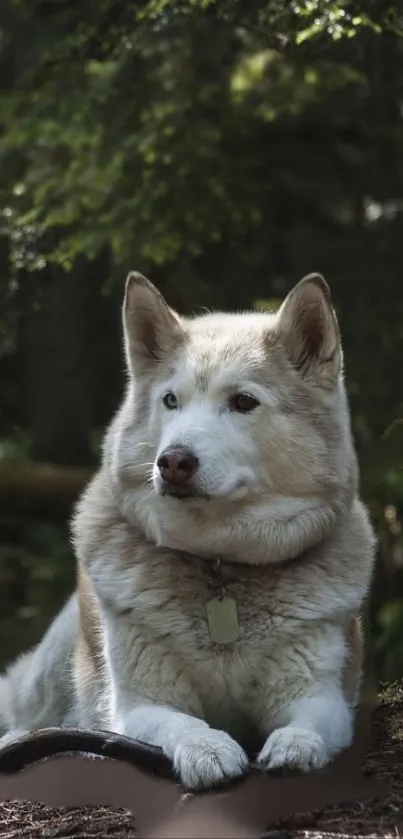 Majestic husky resting in a serene forest.