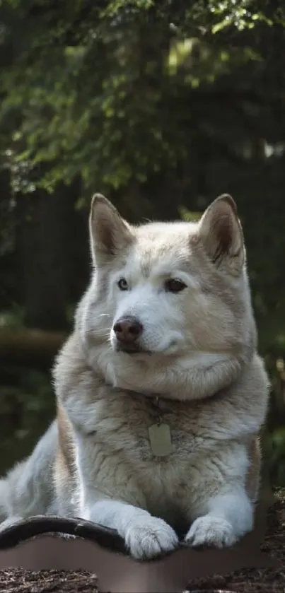 A majestic Husky resting in a lush green forest setting.