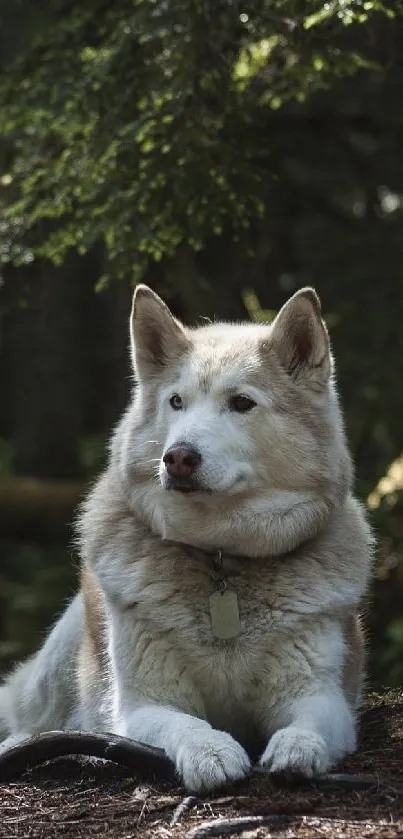 Majestic husky basking in forest light, laying down peacefully.