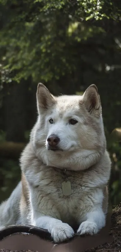 Majestic Siberian Husky resting in a lush green forest setting.