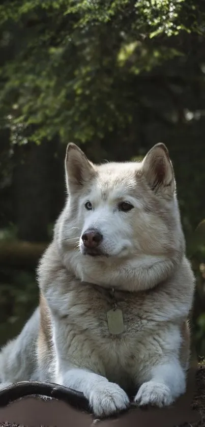 Husky dog resting in a lush green forest setting.