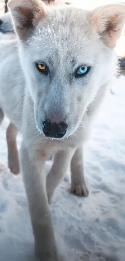 Majestic husky with heterochromia eyes standing in snow.