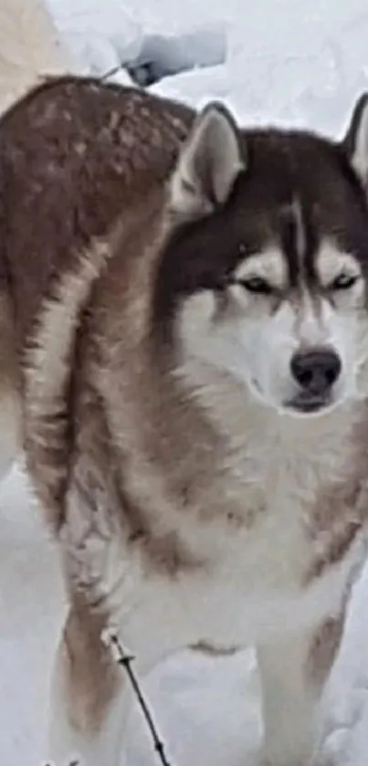 Majestic husky standing in snowy landscape.