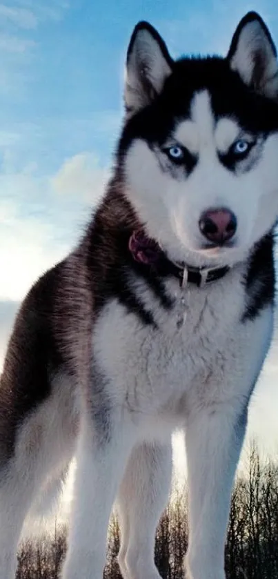 Majestic Siberian husky under a blue sky in a winter setting.