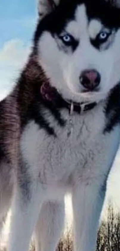 Majestic husky with blue eyes against a winter sky.