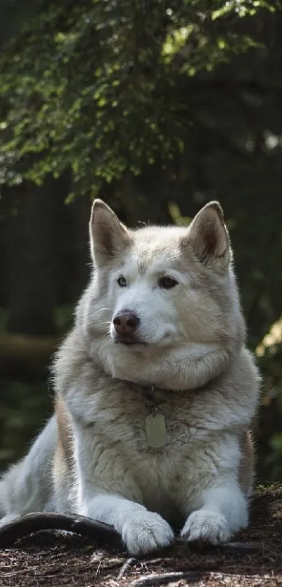 Majestic Husky resting in a peaceful forest.