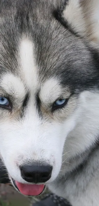 Majestic husky with blue eyes, grey and white coat.