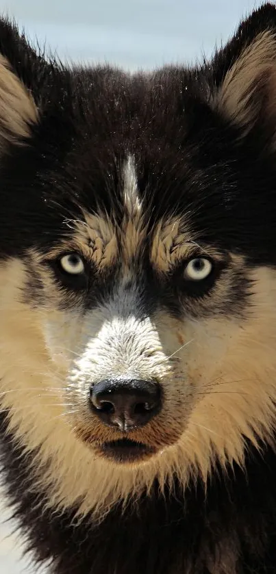 Stunning portrait of a husky with piercing blue eyes and dark fur.