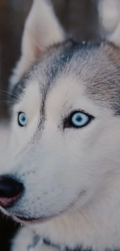 Siberian Husky with blue eyes in nature.