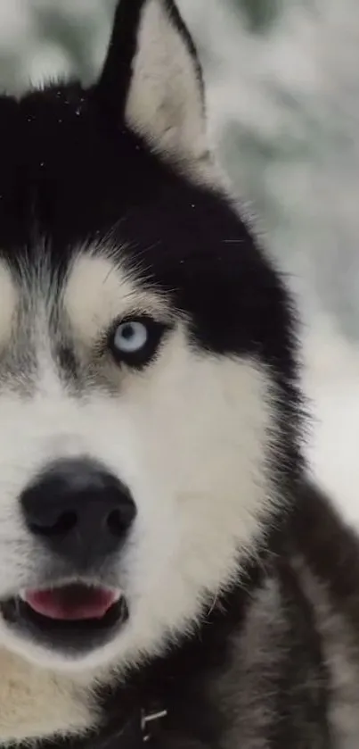 Majestic husky with blue eyes in snowy landscape wallpaper.