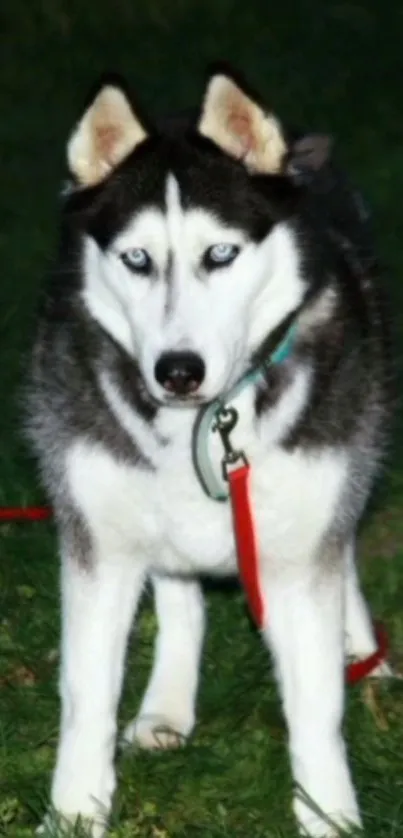 Majestic husky dog with blue eyes on grass.