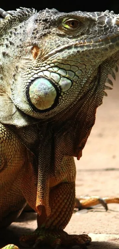 Close-up of a colorful iguana in natural setting.