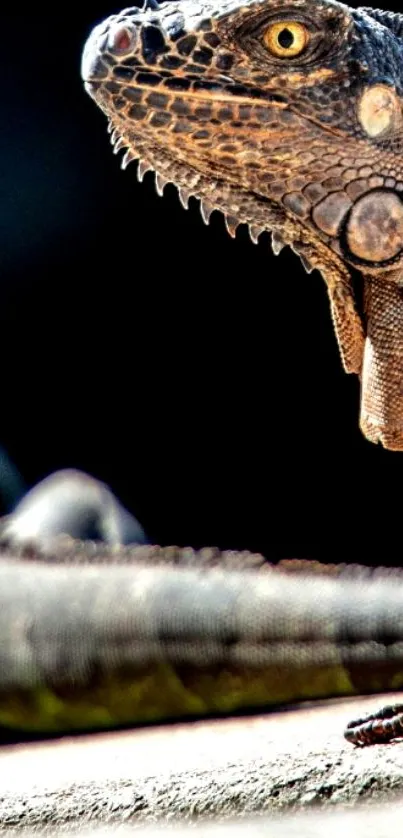 Closeup of a majestic iguana with detailed textures on a mobile wallpaper.