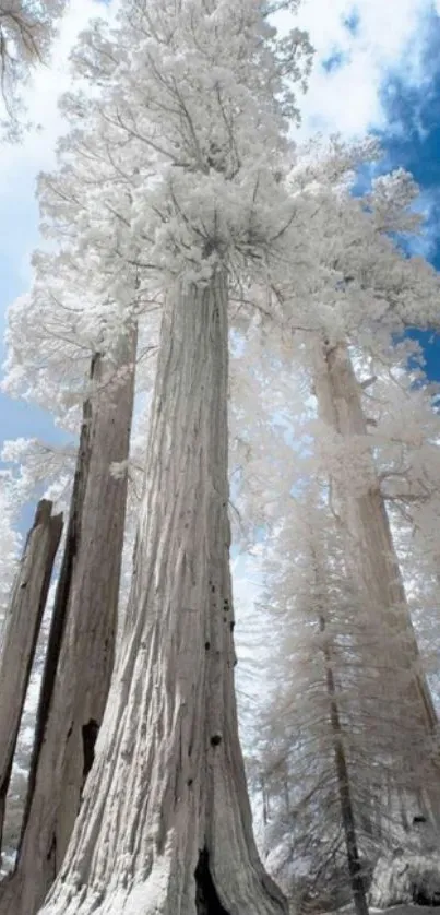 Majestic white trees in an infrared image with a blue sky.