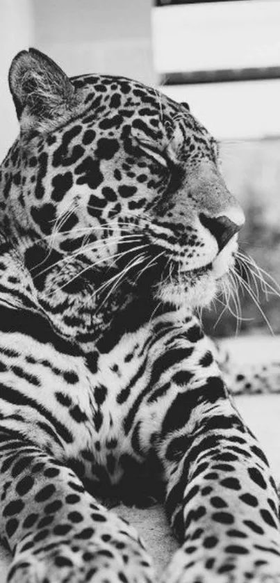 Black and white close-up of a resting jaguar.