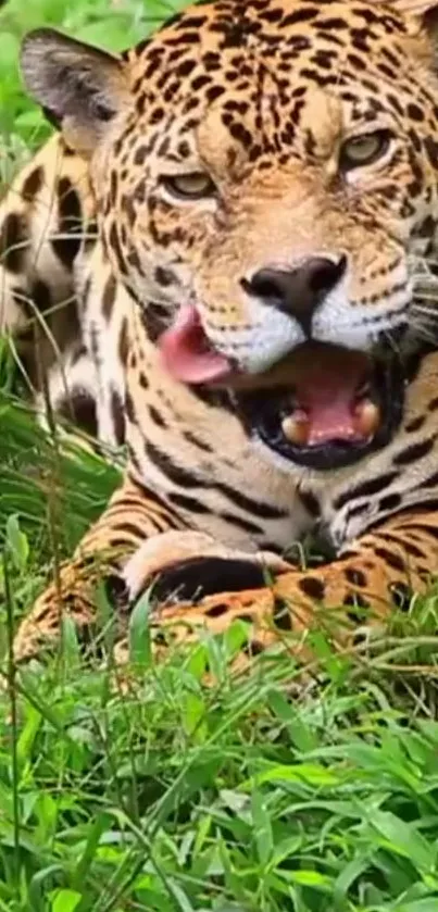 Majestic jaguar resting in lush greenery, showing natural beauty.