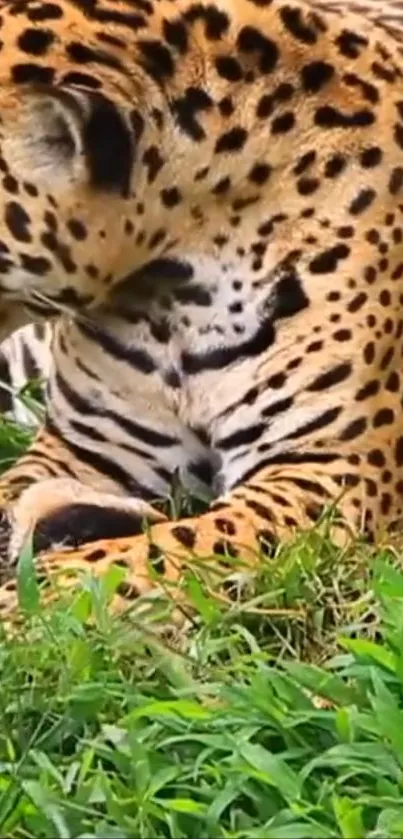 Jaguar resting on grass in the wild, showcasing its beautiful spotted coat.