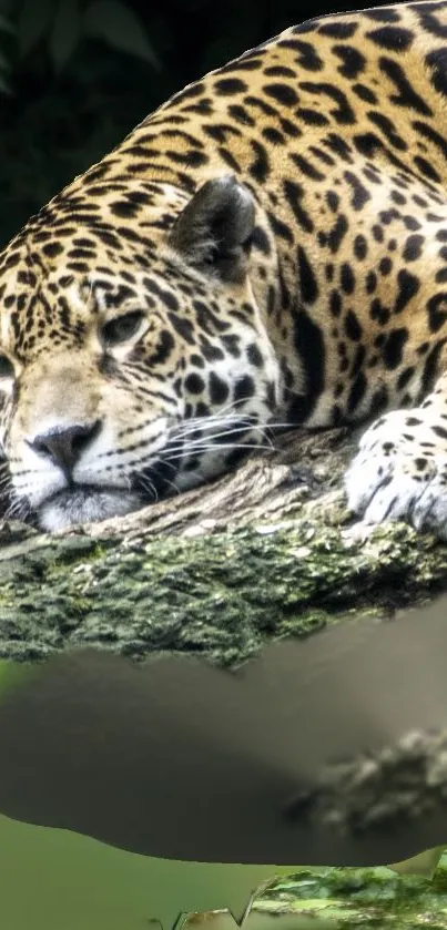 Majestic jaguar lying on a log in lush jungle setting.