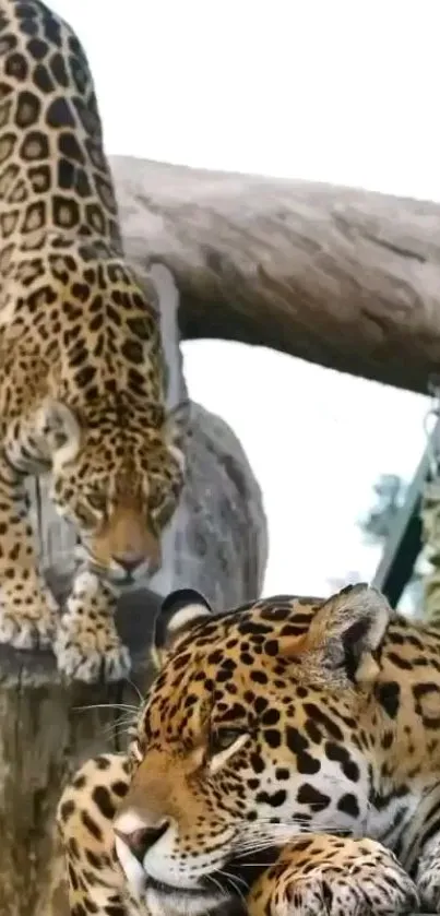 Two majestic jaguars resting on a tree in a natural setting.