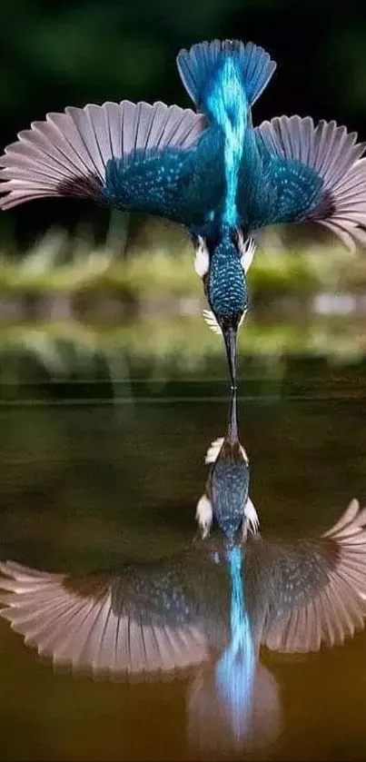 Kingfisher diving into water with reflection on a tranquil lake.