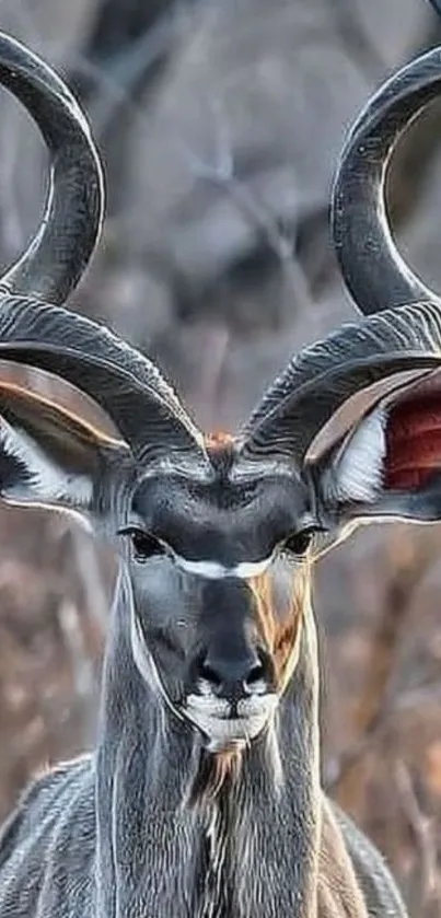 Majestic kudu antelope with spiraled horns in a natural setting.