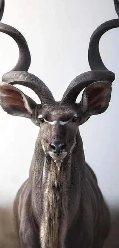 Majestic kudu with twisting horns in neutral tones mobile wallpaper.