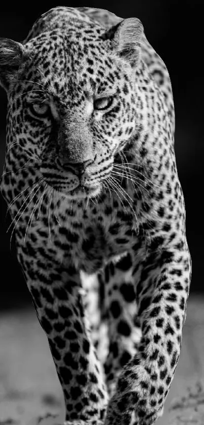 Striking black and white leopard walking toward the camera in a natural setting.