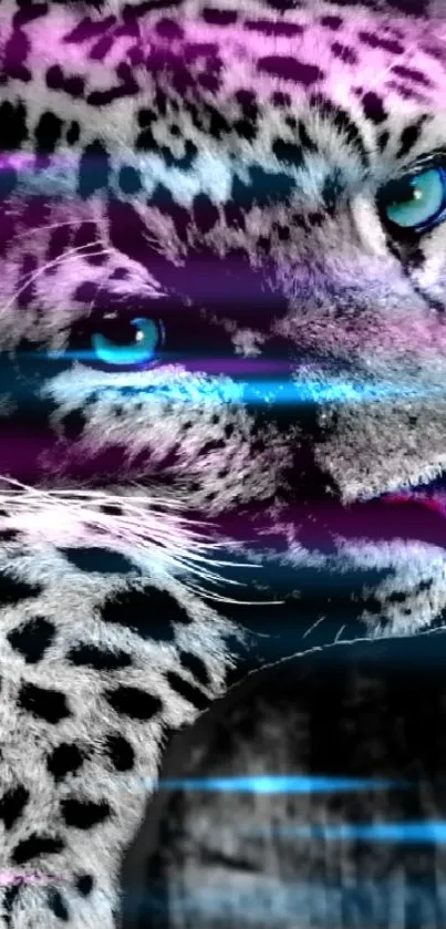 Black and white leopard with vivid blue eyes.
