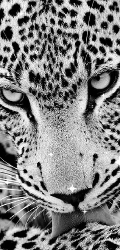 Black and white close-up of a leopard with piercing eyes.