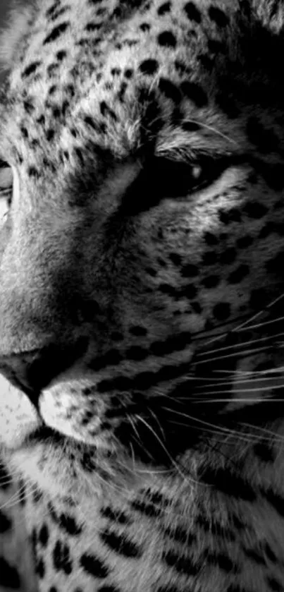 Black and white image of a graceful leopard with striking spots.