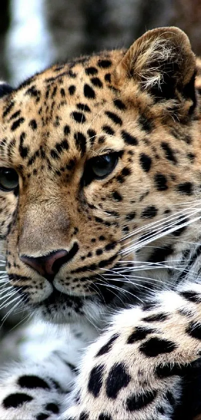 Close-up of a majestic leopard with striking eyes.