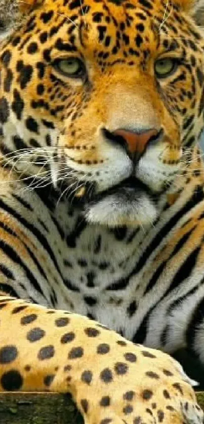 Close-up image of a majestic leopard with striking golden spots.