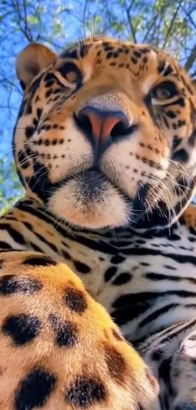 Close-up of a leopard in a natural setting with vibrant blue sky.