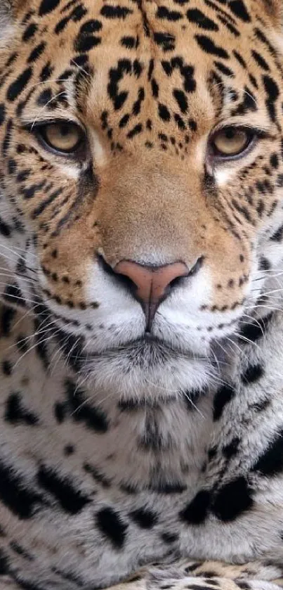 Close-up of a majestic leopard's face, capturing its intense gaze.