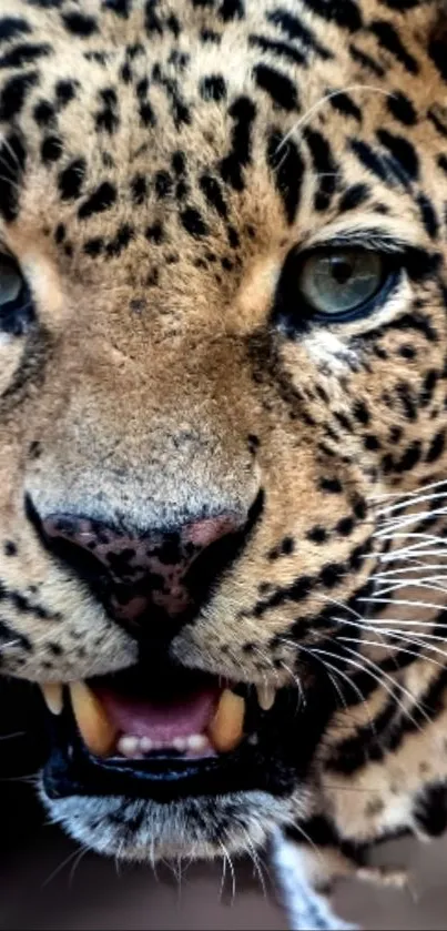 Close-up of a leopard showing intense gaze and detailed fur patterns.