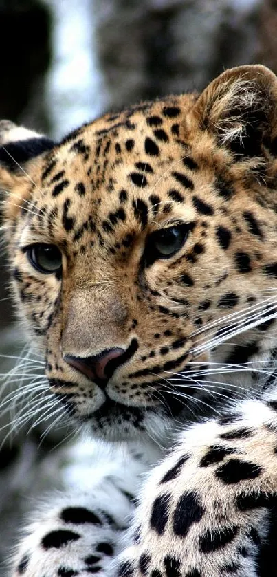 Close-up of leopard with detailed patterns in a natural setting.