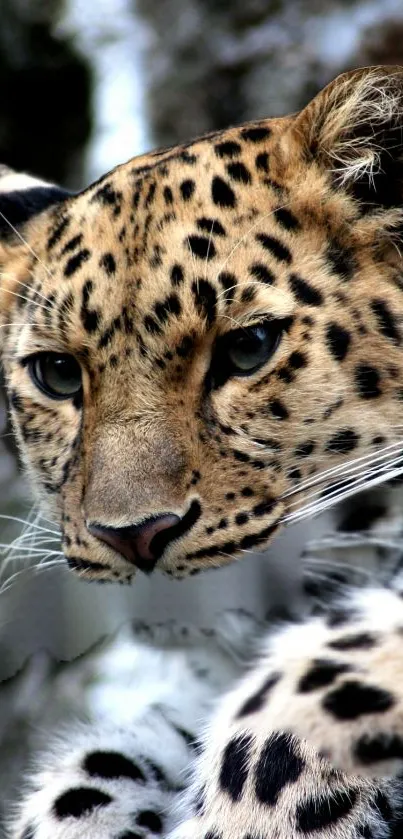 Close-up of a leopard's face in nature.
